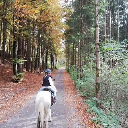 Am Ponyhof